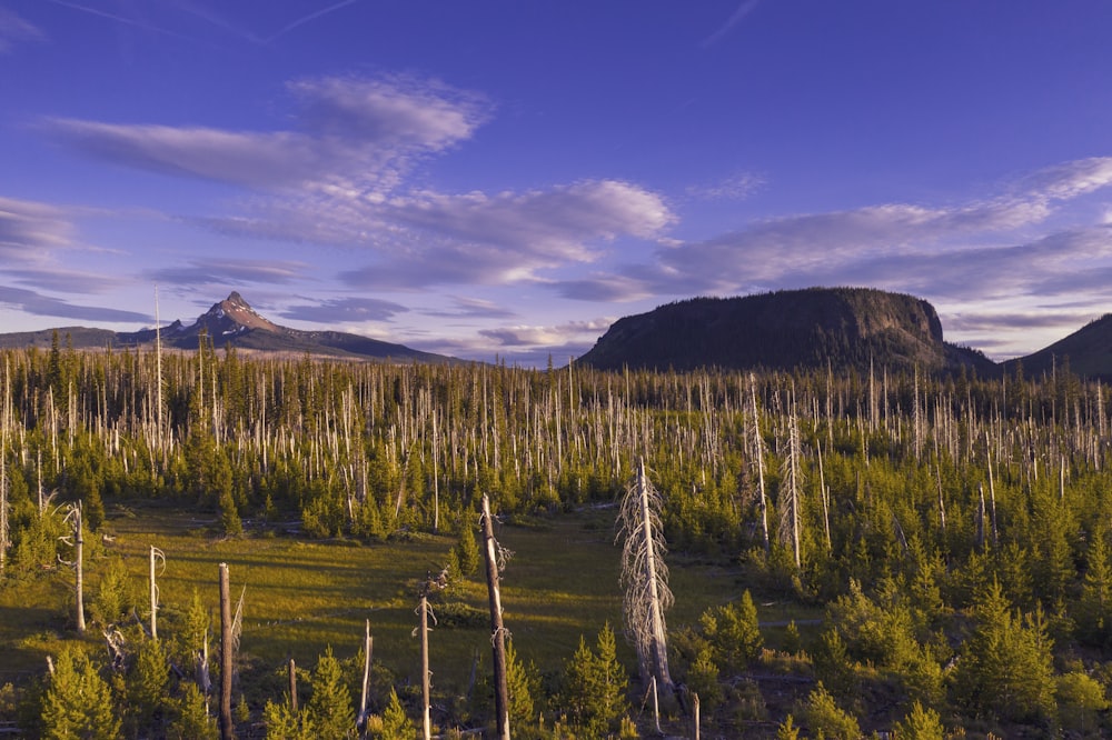 green trees on a plain