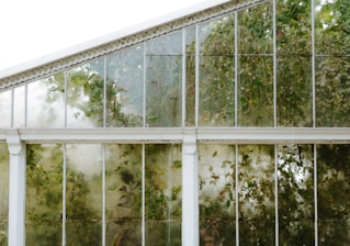 Tall glass greenhouse panels with white frames enclose a lush interior of climbing plants and greenery. The glass appears slightly fogged, creating a soft, diffused view of the foliage inside.