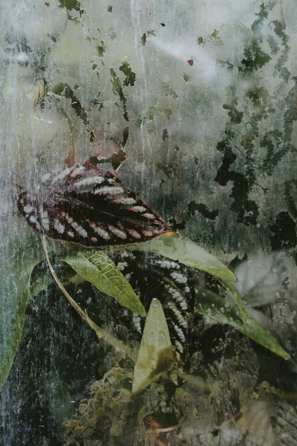 a close up of a leaf on a window