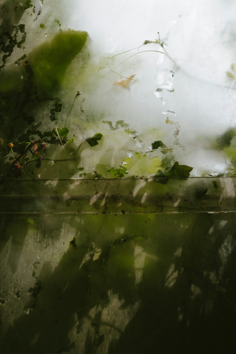 a picture of leaves and water on a wall