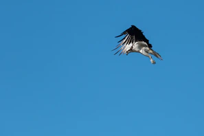 A close-up of a Swifty bird in mid-flight against a bright blue sky, symbolizing Chase’s love for the bird.