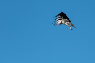 A close-up of a Swifty bird in mid-flight against a bright blue sky, symbolizing Chase’s love for the bird.