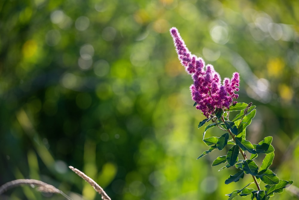 pink petaled flower