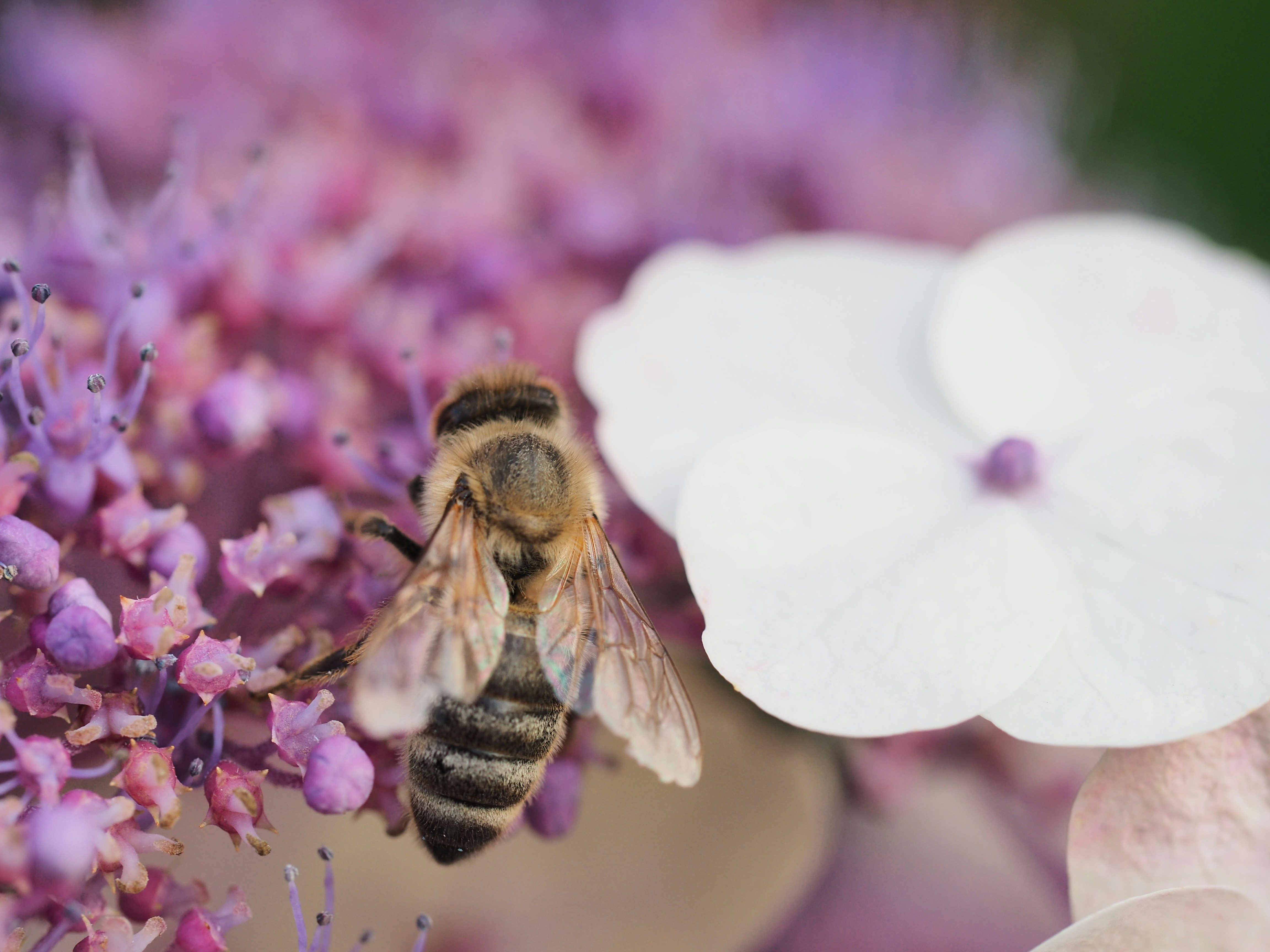 Stay busy like a bee and make use of our amazing catalogue of bee pictures. Carefully curated and of the highest quality, Unsplash's bee pictures are free for everyone to use.
