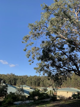 A serene landscape featuring a large tree with lush green leaves against a clear blue sky. Below the tree, there are several buildings with light-colored walls and green roofs, surrounded by dense forest. The scene has a peaceful, natural ambiance with a mix of man-made structures and untouched greenery.