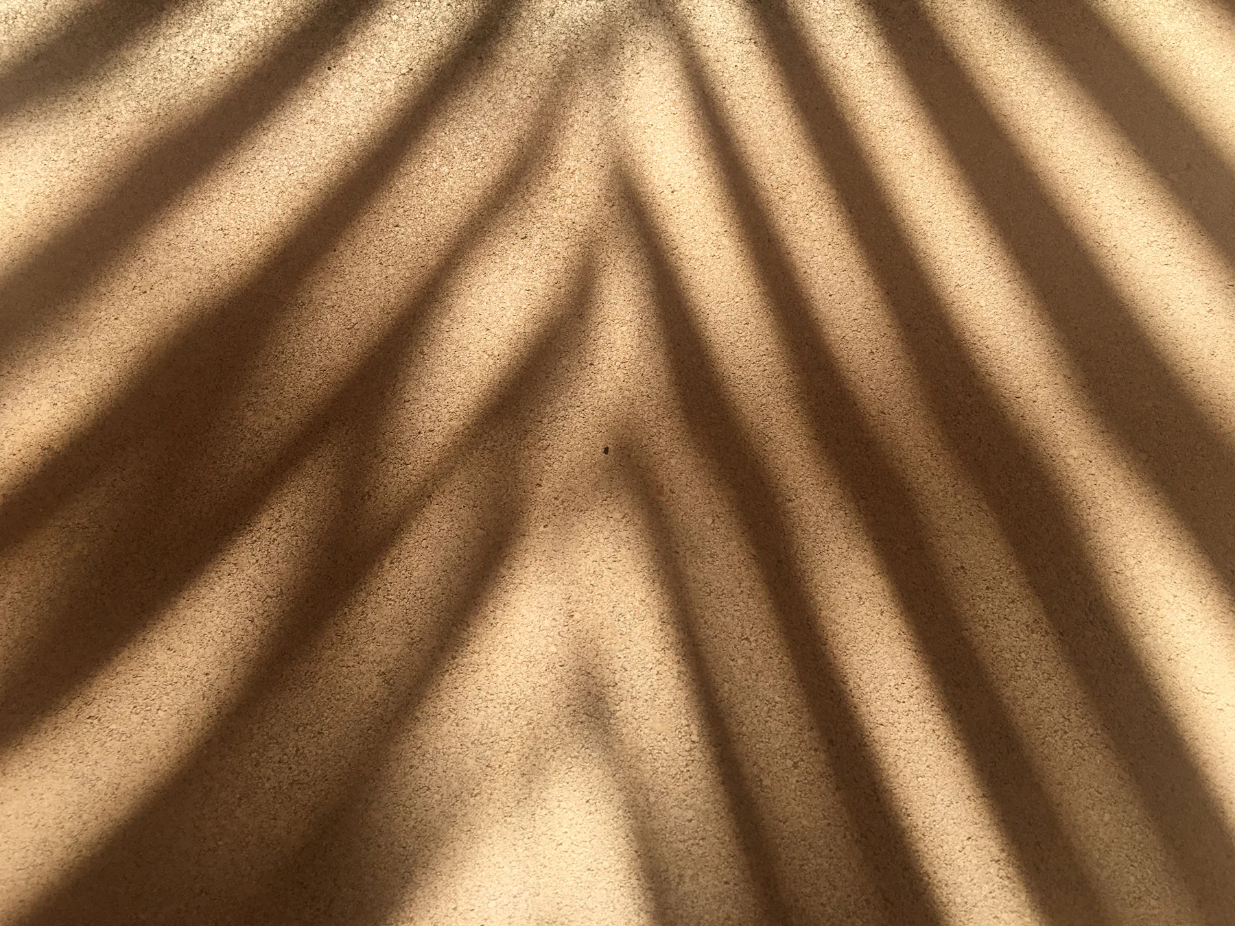 Afternoon sun throwing palm-frond shadows across a warm plaster wall.