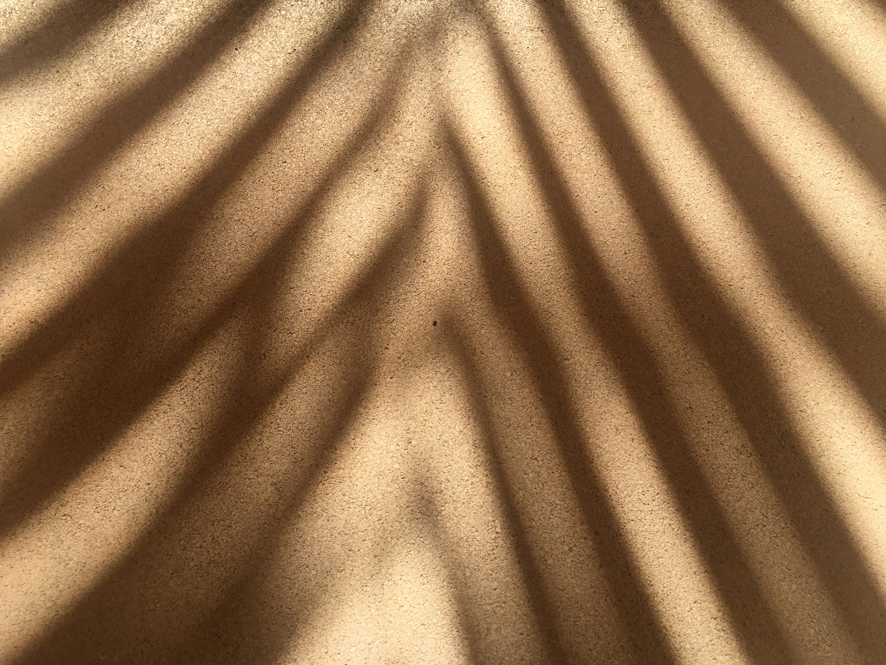 Palm leaf shadows on a warm wall