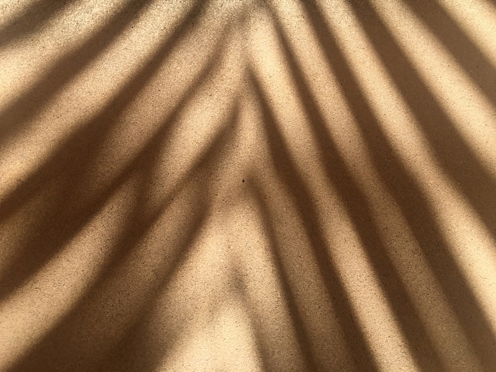 the shadow of a palm tree on the ground