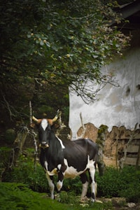 Black & White Cow