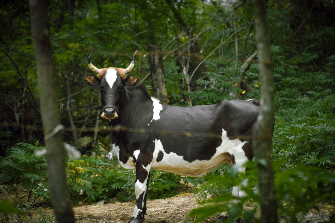 white and black dairy cow near bushes