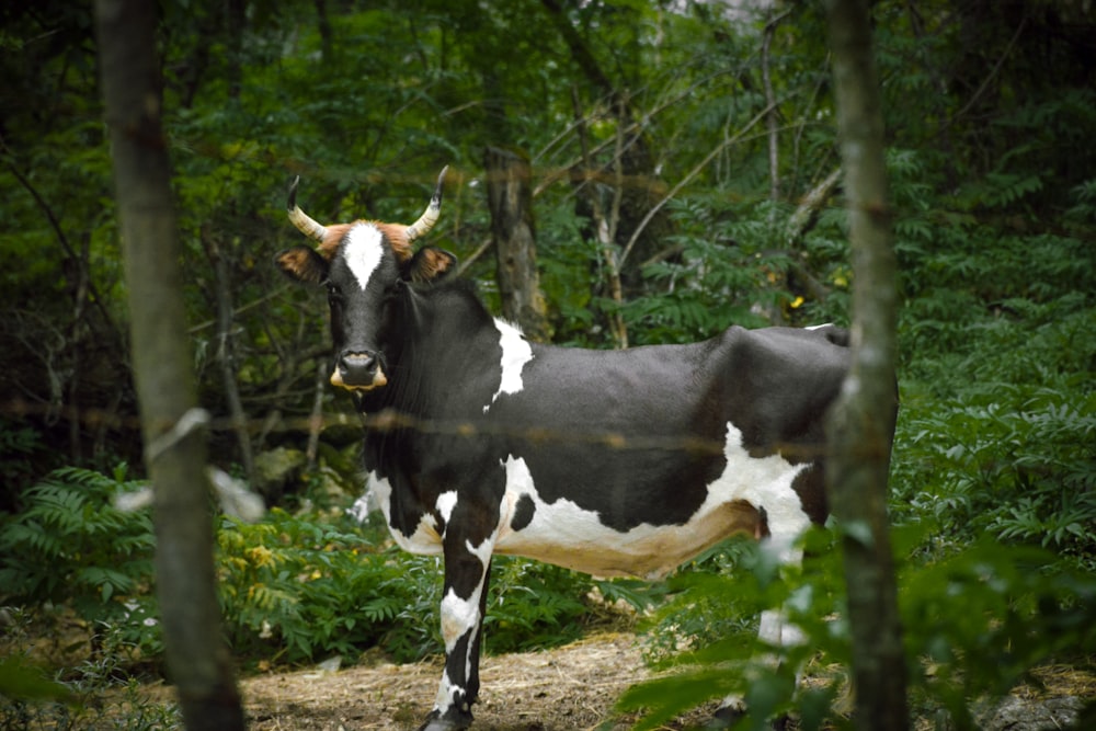 white and black dairy cow near bushes