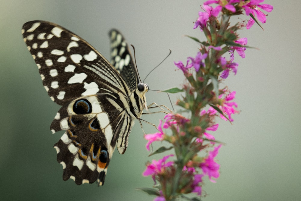 black and white butterfly