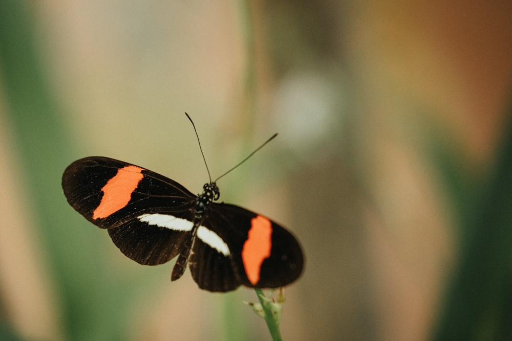 selective focus photography of black and pink moth