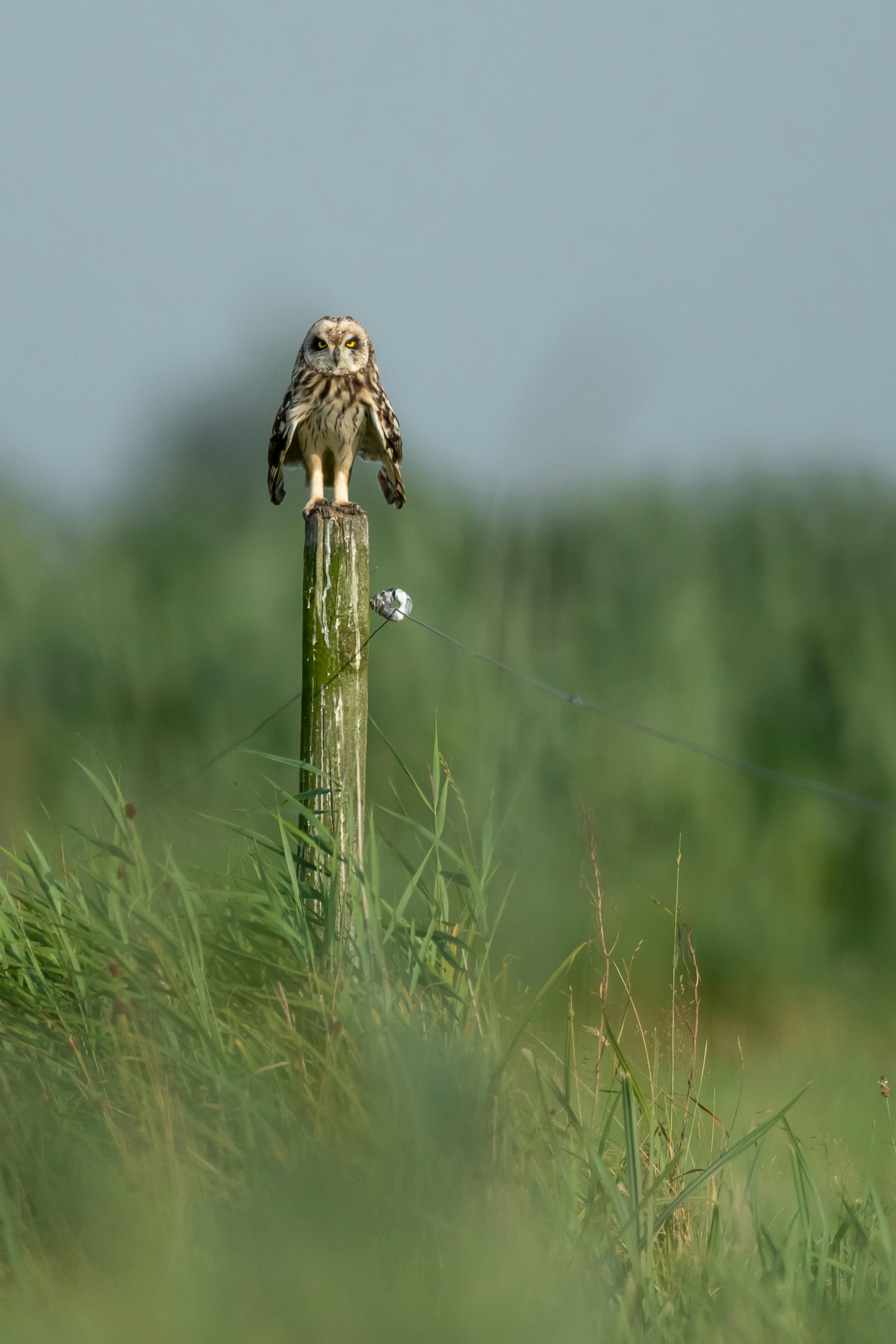 gray and black barn owl on post selective focus photography