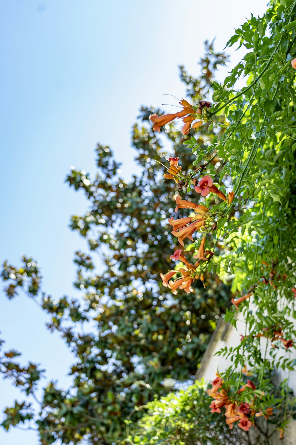 주황색 꽃잎 꽃 식물