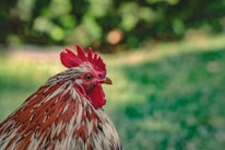 Close-up of a majestic fighting rooster displaying its colorful feathers.