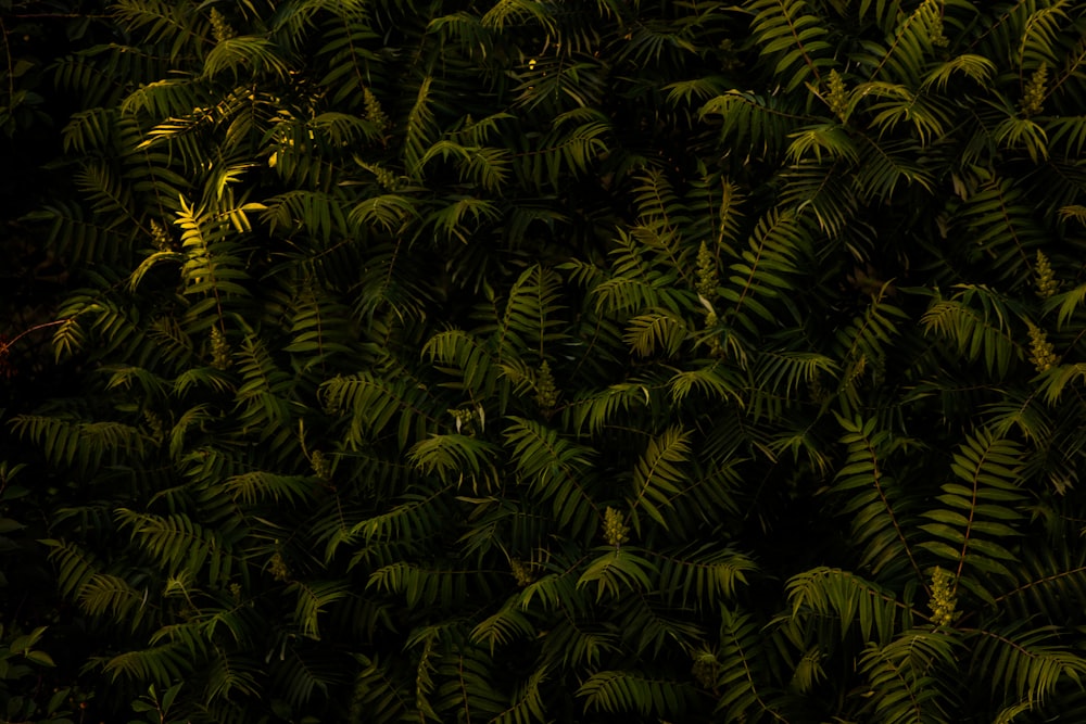 fern plants