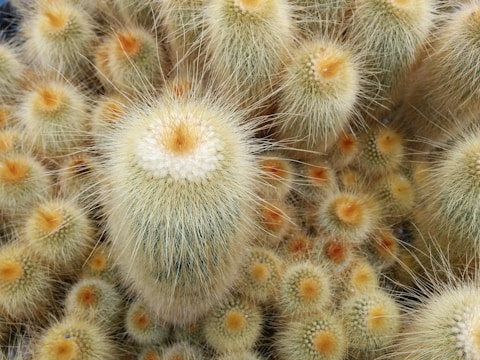 A cluster of cacti with dense, spiky hairs and soft, light-colored centers. The cacti vary in size and are tightly packed together, creating an intricate pattern.