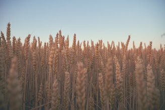 brown wheat field during daytime