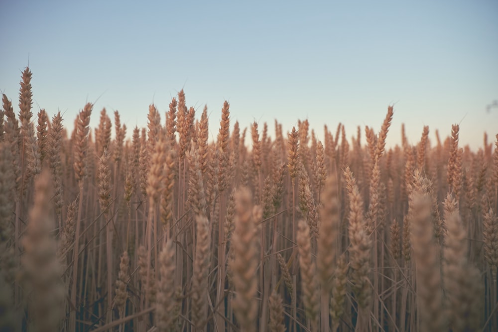 brown wheat field during daytime