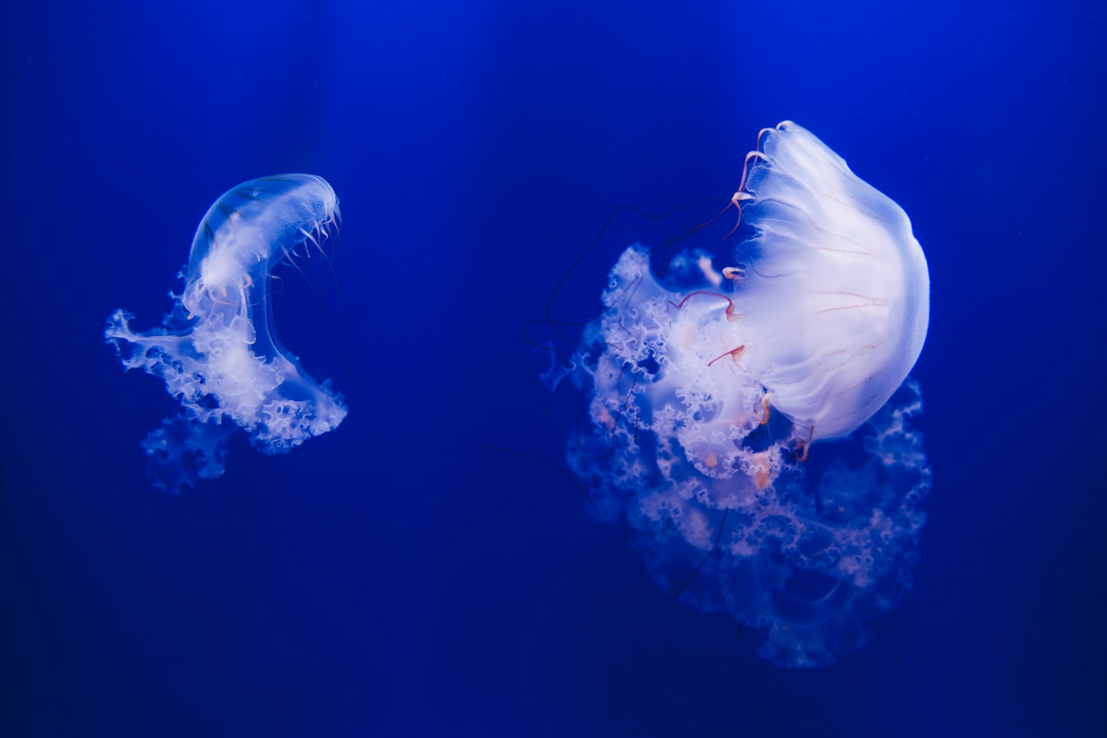 Canon EOS 5D Mark IV + Sigma 24-70mm F2.8 EX DG Macro sample photo. White jellyfish photography