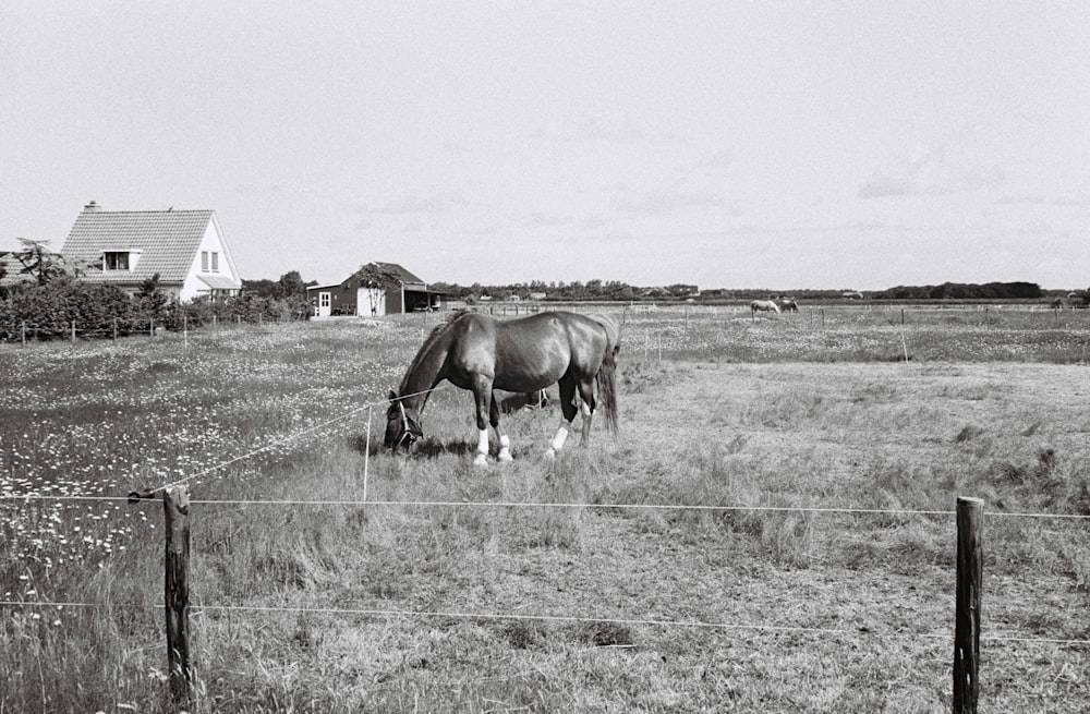 horse eating grass