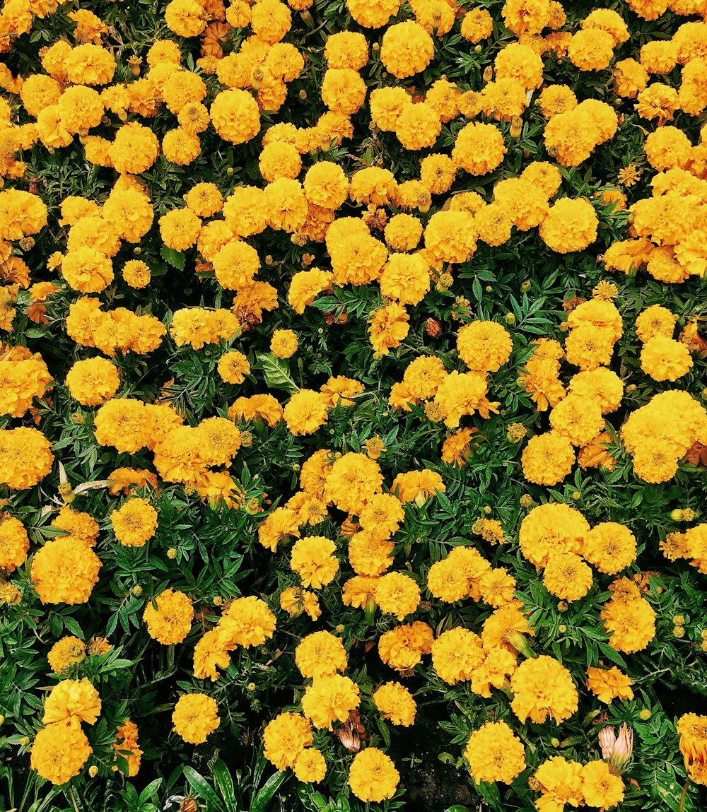 bed of yellow petaled flowers