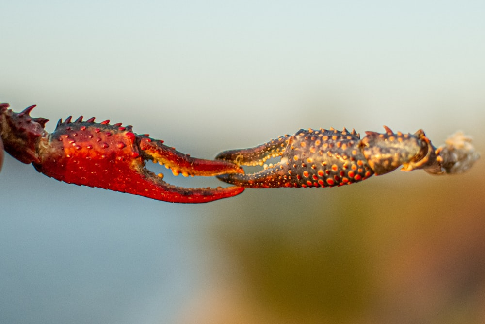 red crab