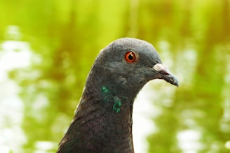 A warm-colored graphic representing pigeon breeding.
