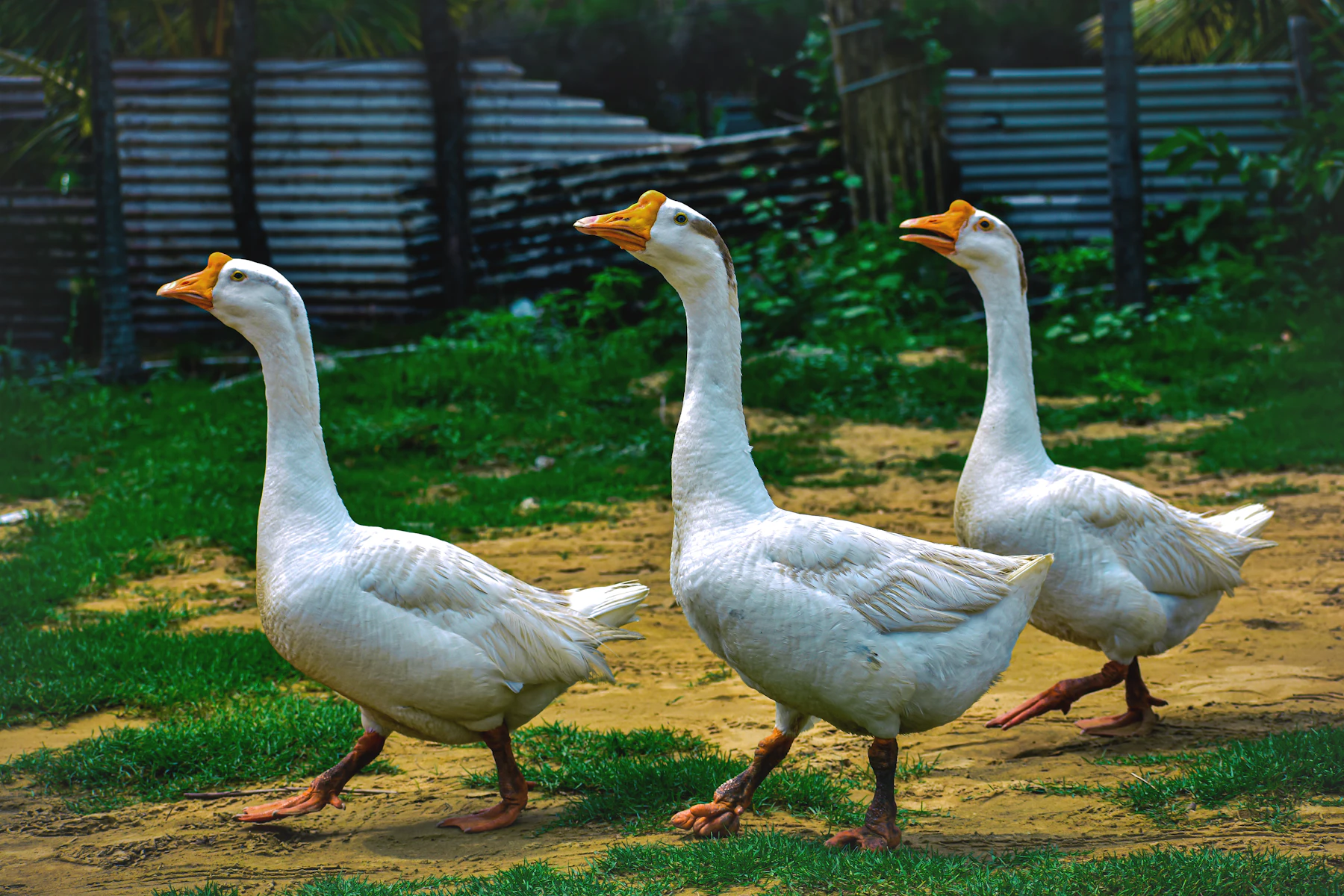 Three white geese with knobbed orange bills walking in line across a dirt and grass yard beside a metal fence