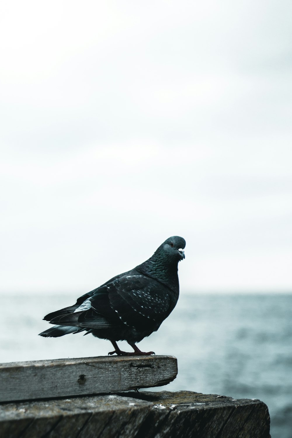 Fotografía de primer plano del pájaro negro