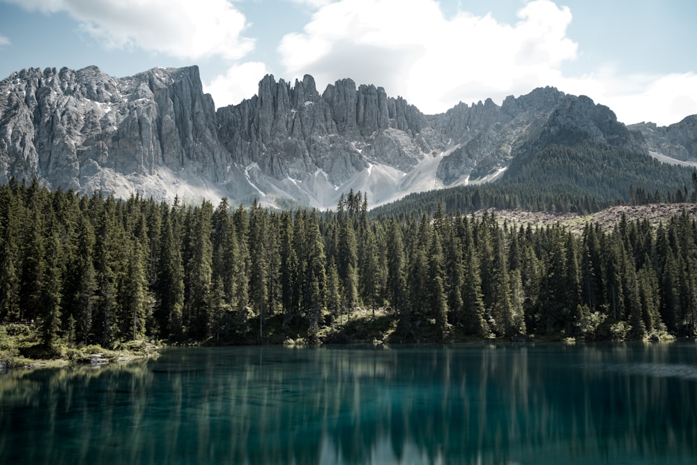 body of water near trees at daytime