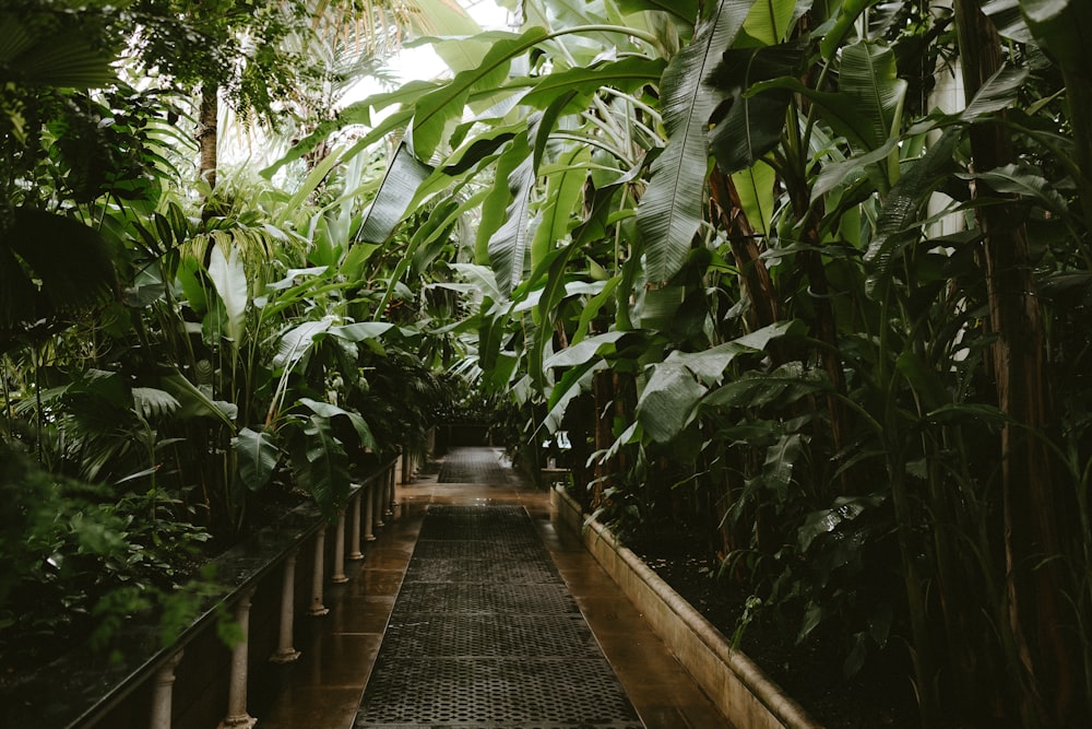 bridge surrounded by trees