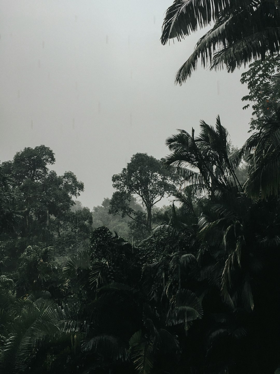 photo of Bogor Jungle near Mount Gede-Pangrango National Park