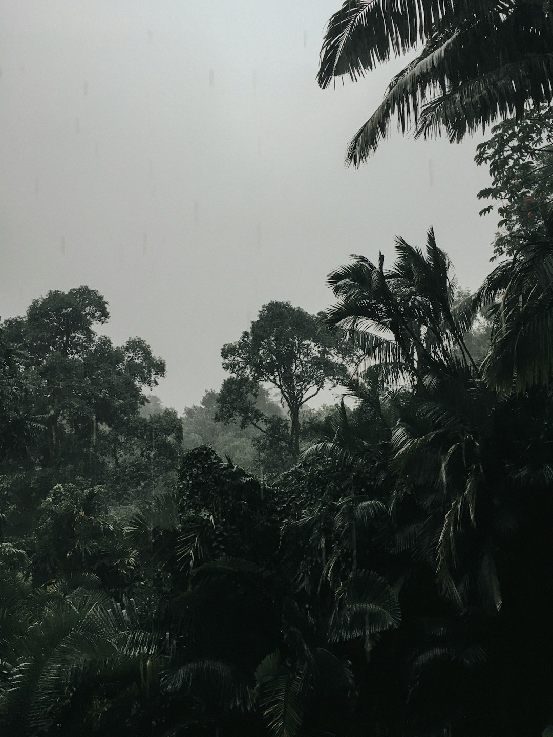 photo of Bogor Jungle near Bogor Botanical Gardens