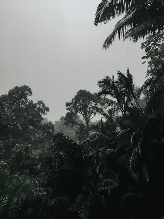 black and green trees in Bogor Indonesia