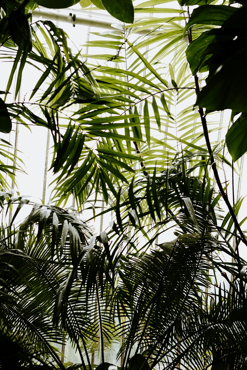 green-leafed plant