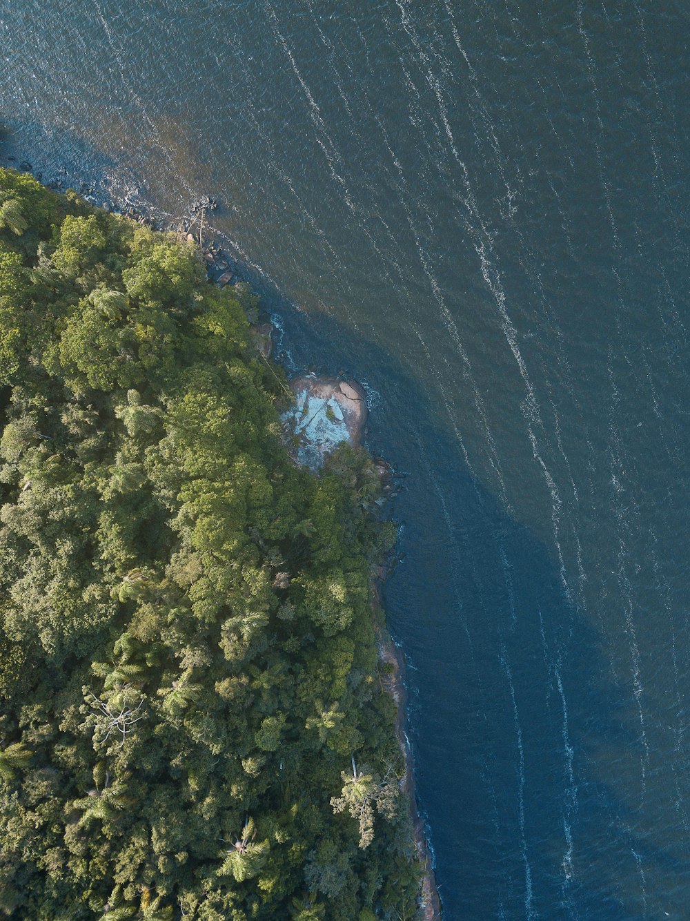 aerial view of trees and body of water