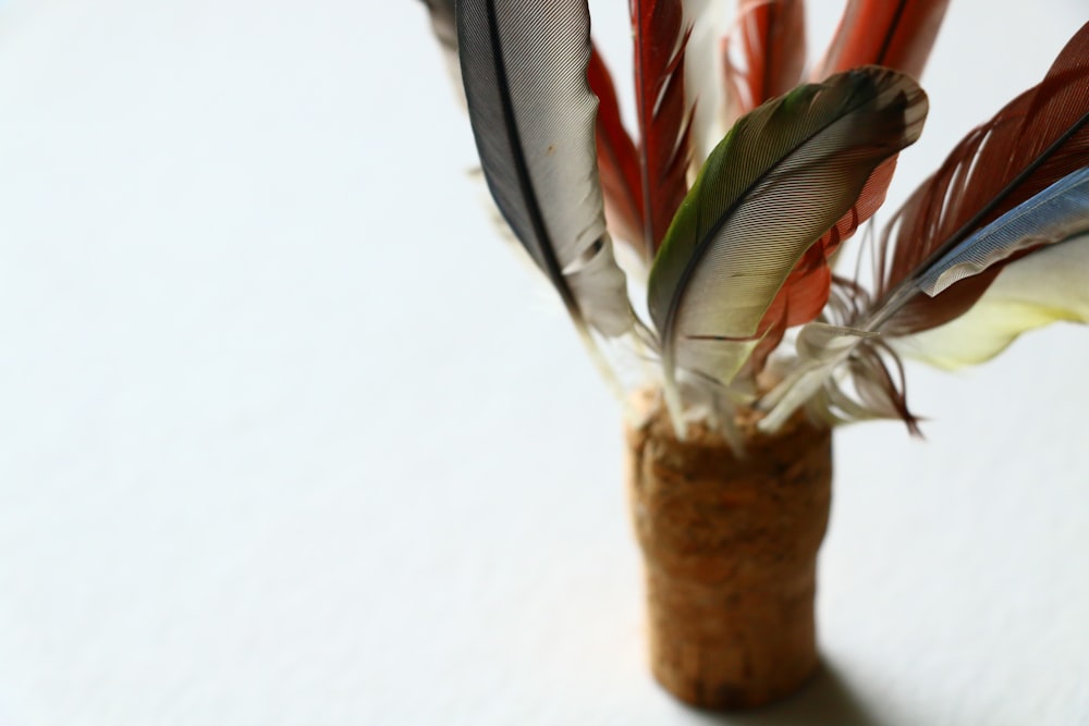 gray and red feathers