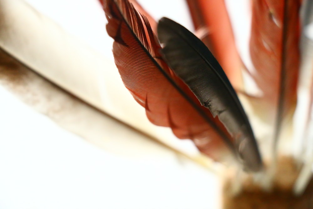 plumes rouges et noires