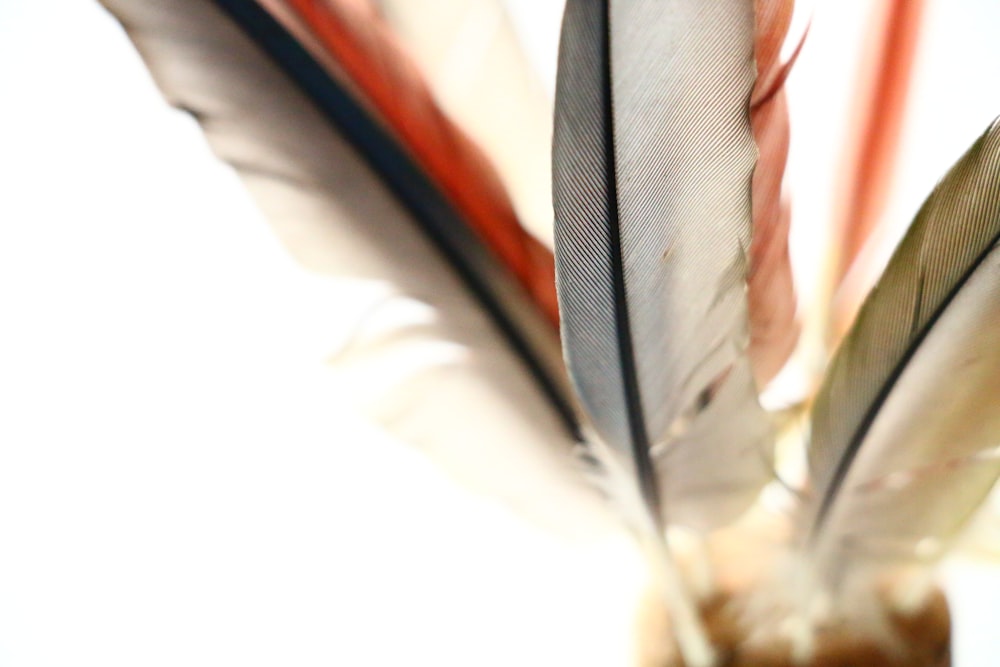 assorted-color feathers
