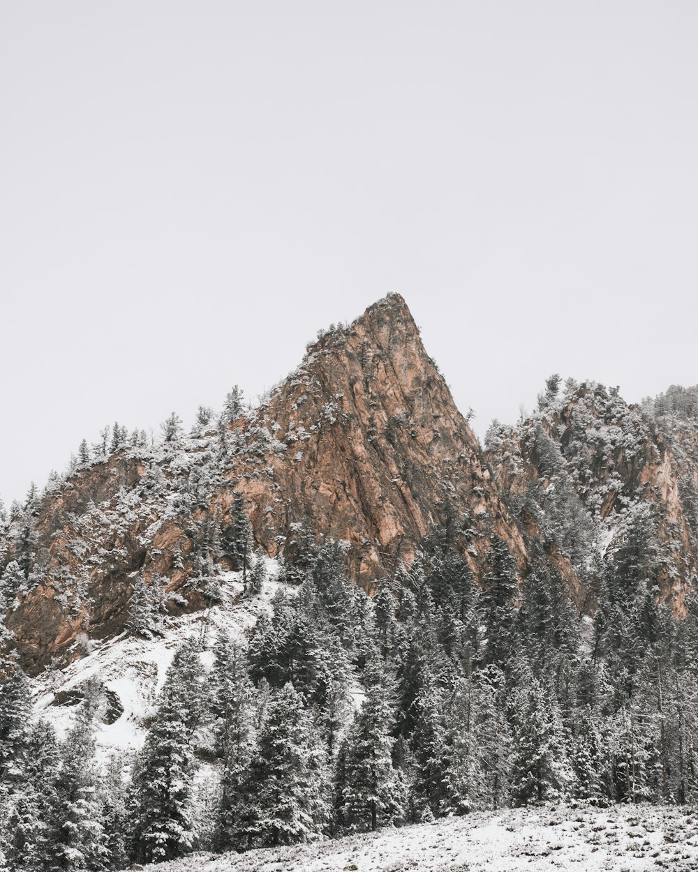 snow covered trees