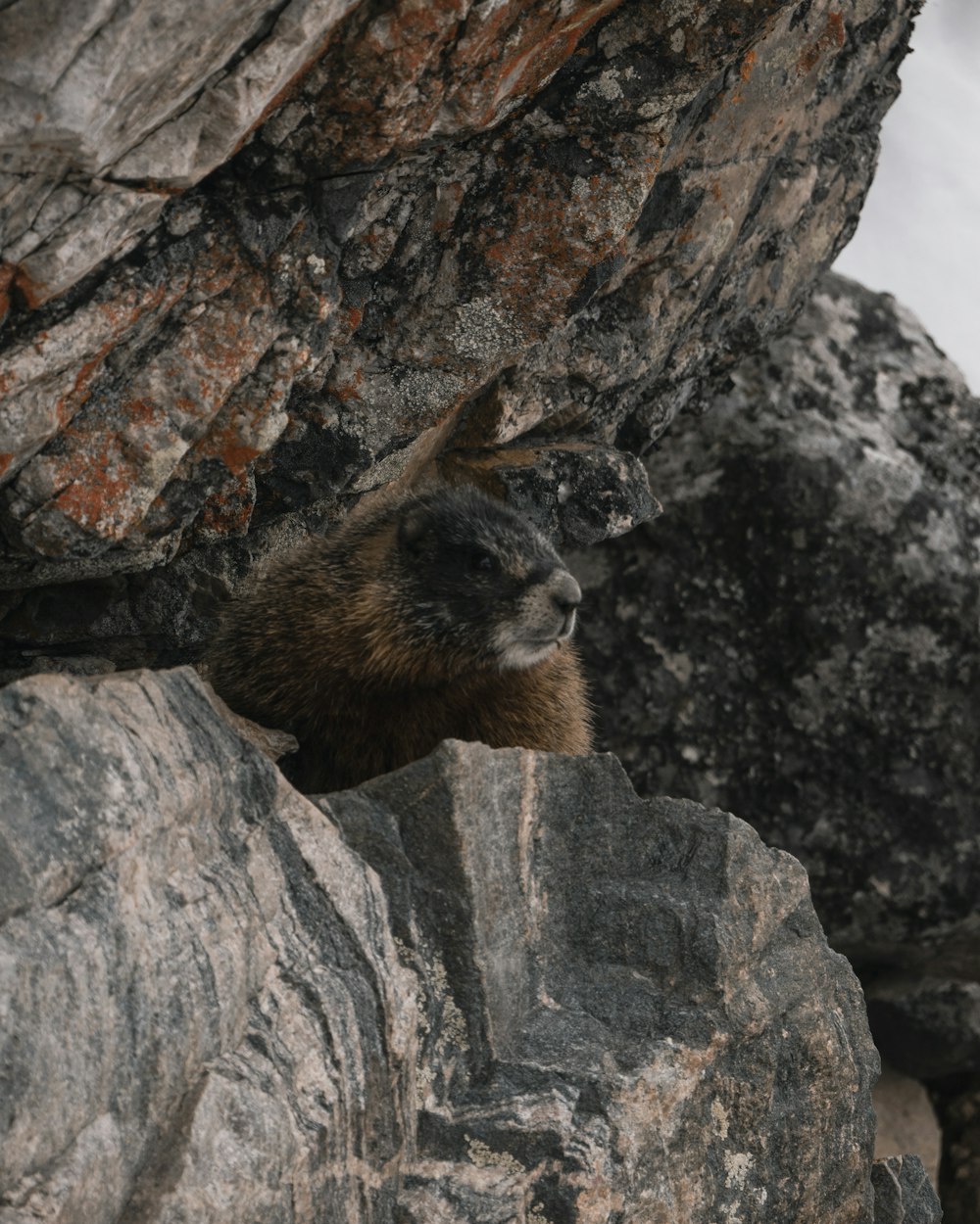 brown animal on rock