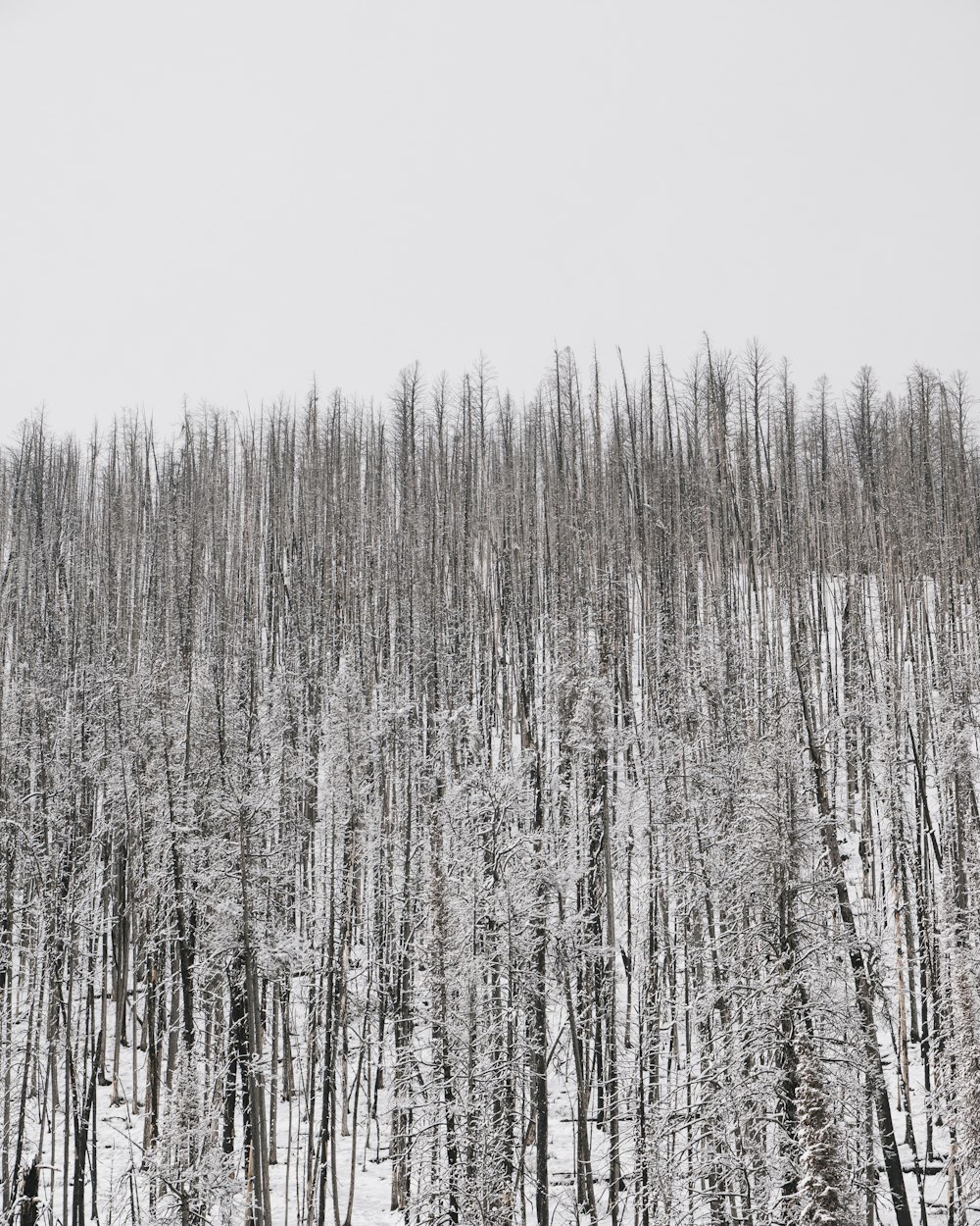 grey leafless trees in forest