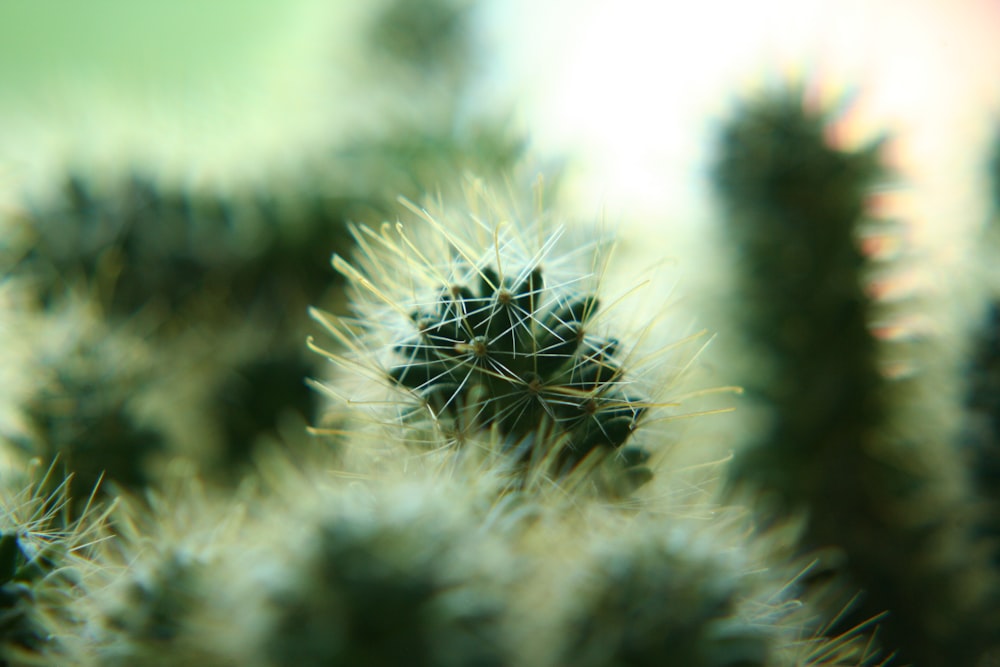 selective focus photography of cactus plant