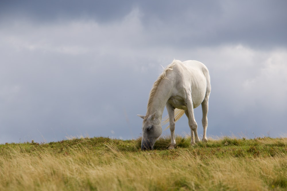 white stallion horse eating grasses