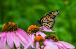brown and black butterfly close-up photography