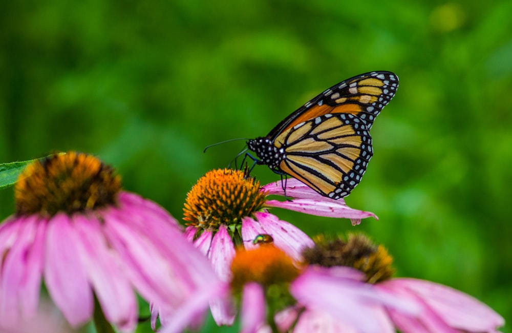 brown and black butterfly close-up photography