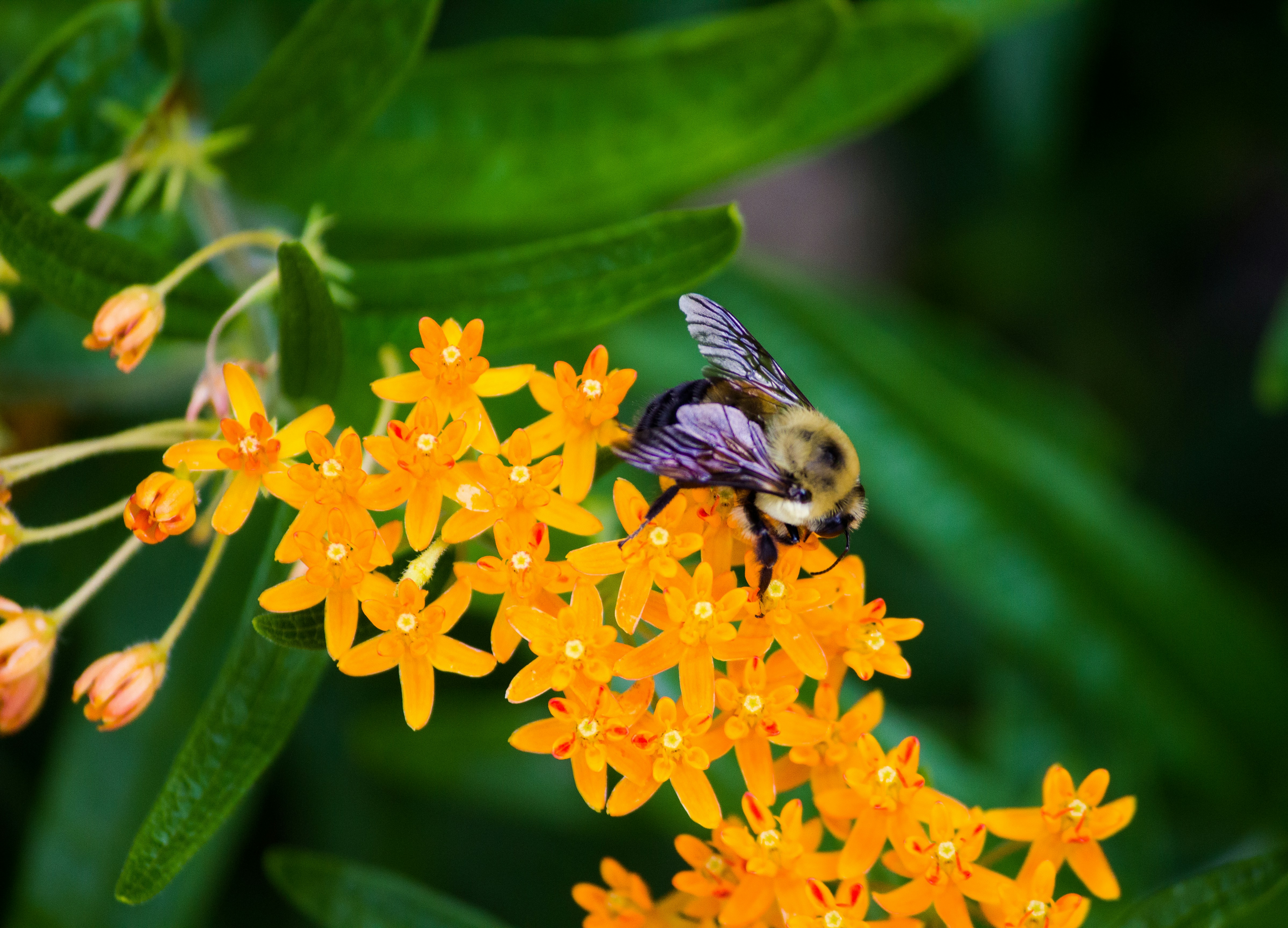 black and purple bee on yellow flower close-up photography