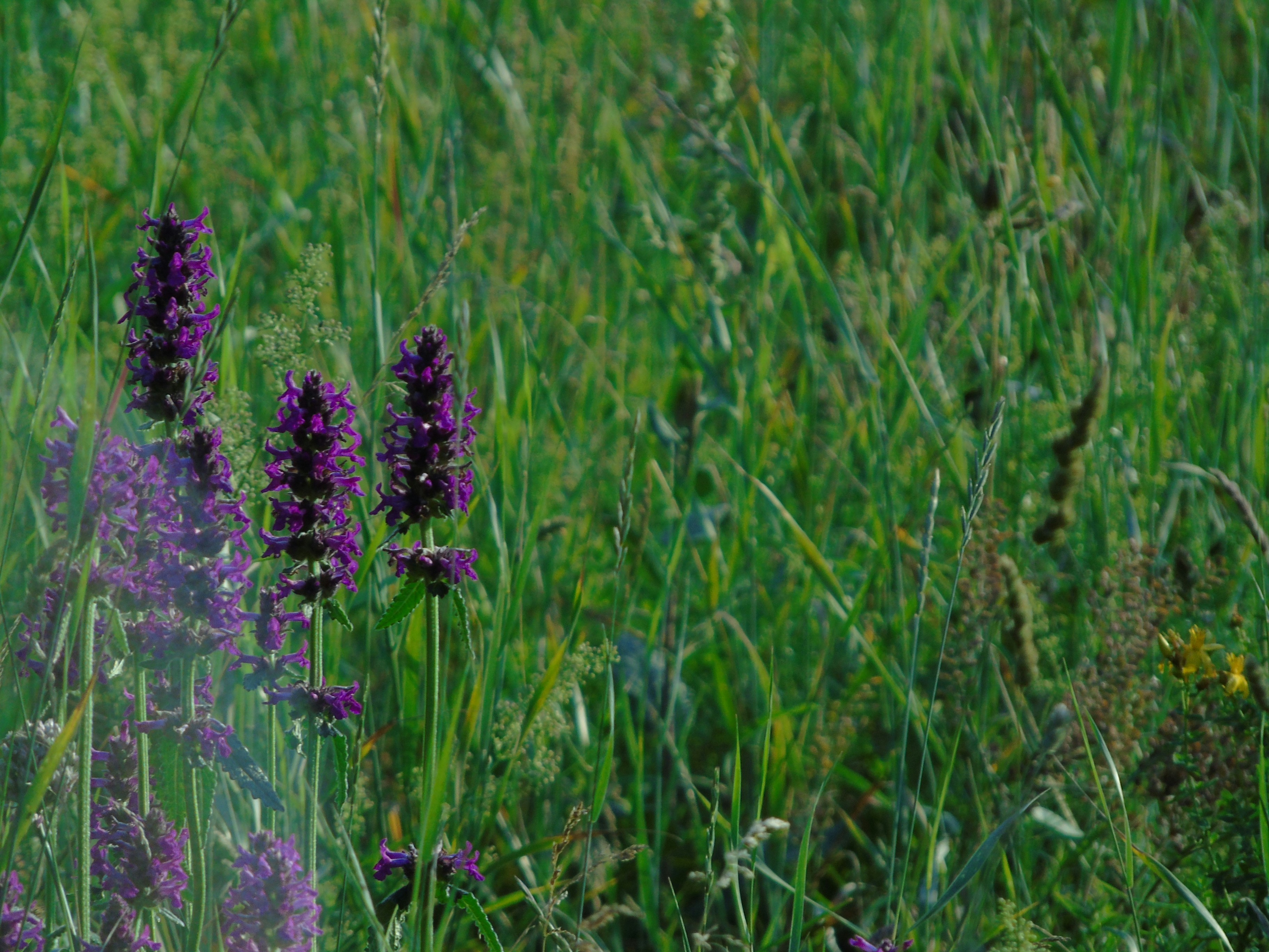 Photo by juliannaapostol